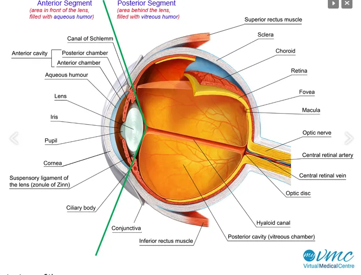 Diagram of the anterior and posterior segments of the eye, showing the cornea, anterior chamber, aqueous humour, iris, ciliary body, lens, vitreous chamber, choroid, retina, macula and optic nerve