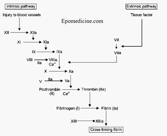 Coagulation cascade — intrinsic and extrinsic pathways