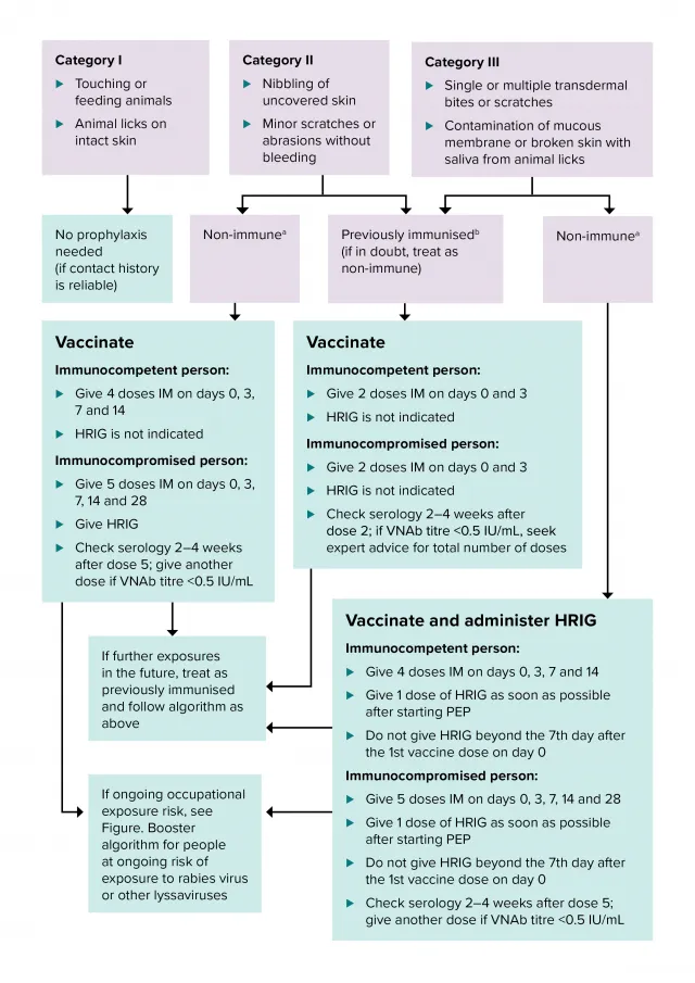 PEP algorithm — terrestrial animal, rabies-enzootic area
