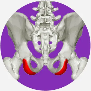 Ischial tuberosity anatomy
