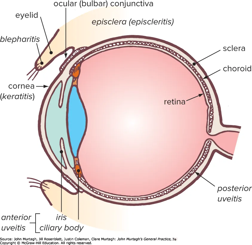 Cross-sectional diagram of the eye