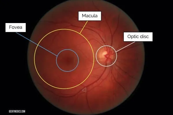 Normal fundus