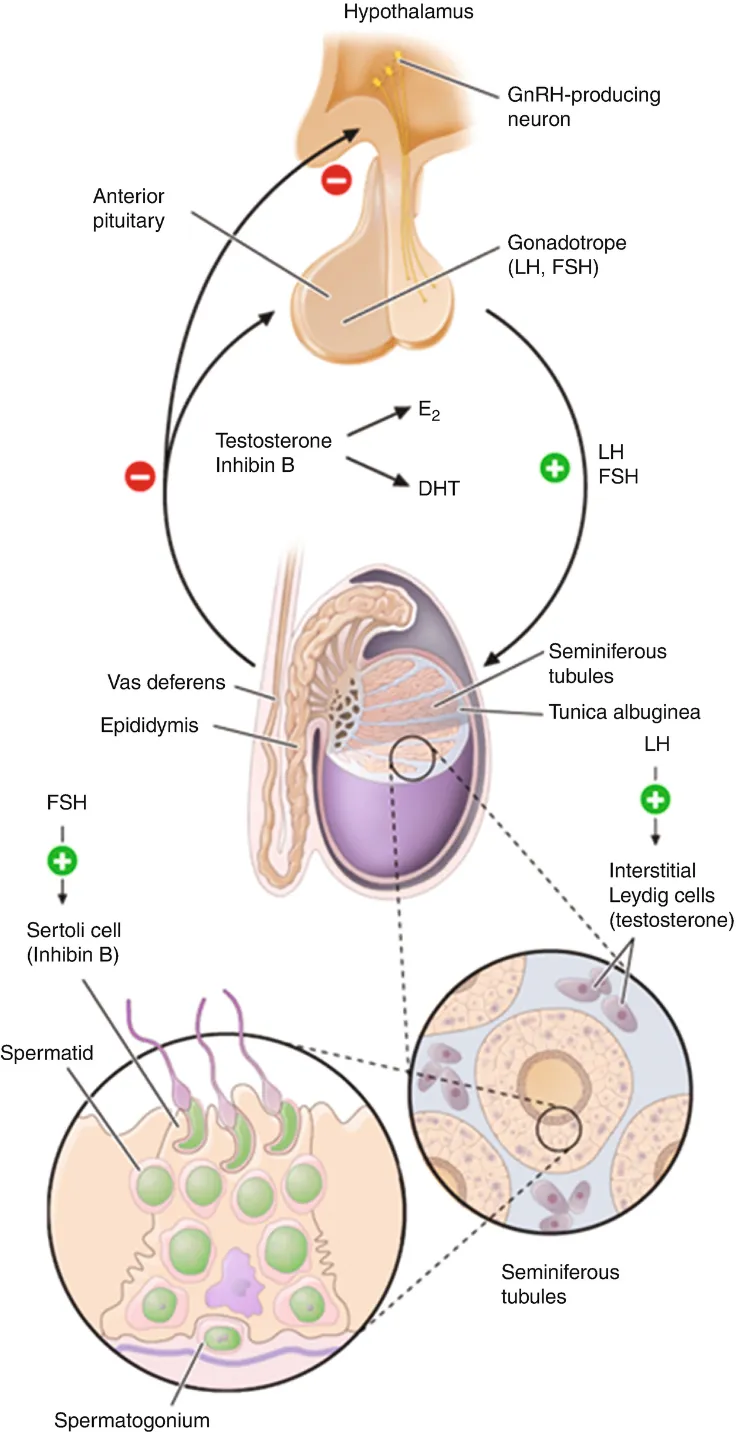 Hypothalamic-Pituitary-Gonadal axis