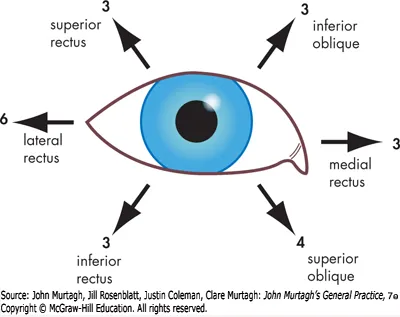 Extraocular muscle testing / cranial nerve palsy patterns