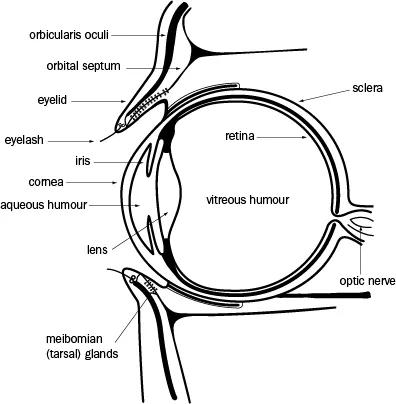 Eyelid anatomy