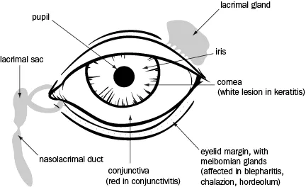 Eyelid margin anatomy