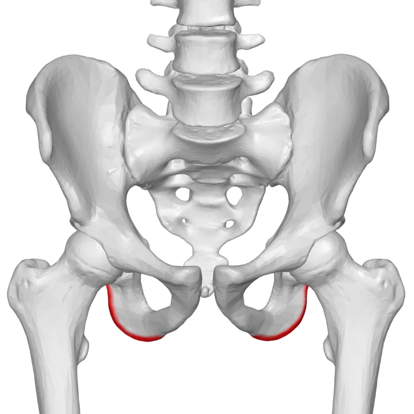 Ischial bursa