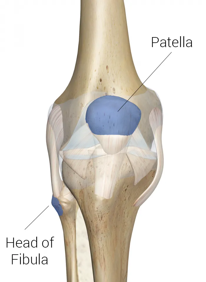 Ottawa knee landmarks