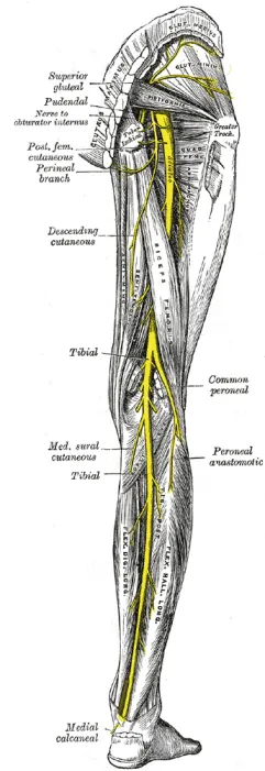 Common peroneal nerve anatomy