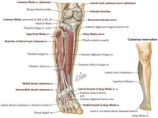 Peroneal nerve course